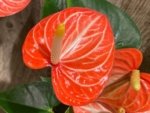 Novelty Rare Anthurium ‘Livium’ Orange (6” pot) - Image 2