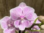 Double Spikes Phalaenopsis Tying Shin World Class (3" pot) - Image 3