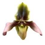 IN SPIKE - Paph. Hirsutissimum var. Esquirolei (Taiwan × JEM) x Sib (3.5” pot) - Image 2