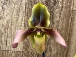 IN SPIKE - Paph. Hirsutissimum var. Esquirolei (Taiwan × JEM) x Sib (3.5” pot) - Image 4