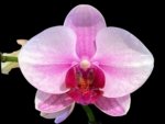 Double Spikes Phalaenopsis NOID (3.5” Pot)