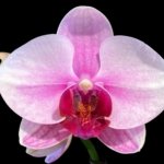 Double Spikes Phalaenopsis NOID (3.5” Pot)