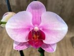 Double Spikes Phalaenopsis NOID (3.5” Pot) - Image 3