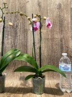 Double Spikes Phalaenopsis NOID (3.5” Pot) - Image 9