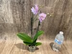 Double Spikes Phalaenopsis Tying Shin World Class (3" pot) - Image 10