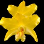 Dendrobium lowii Multi-Growths (3” pot)