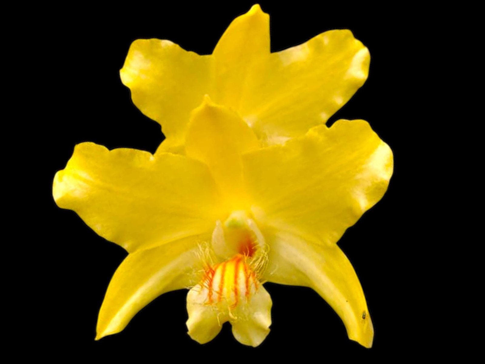 il_fullxfull.7750499232_t1q2.jpg Dendrobium lowii Multi-Growths (3” pot) - Image 1