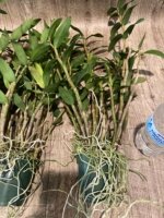 Dendrobium lowii Multi-Growths (3” pot) - Image 4