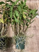 Dendrobium lowii Multi-Growths (3” pot) - Image 5
