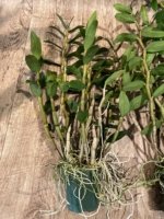 Dendrobium lowii Multi-Growths (3” pot) - Image 6