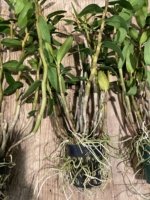 Dendrobium lowii Multi-Growths (3” pot) - Image 7