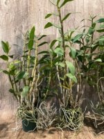 Dendrobium lowii Multi-Growths (3” pot) - Image 12