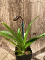 IN SPIKE - Paph. Hirsutissimum var. Esquirolei (Taiwan × JEM) x Sib with 2 New Growths (3.5” pot) - Image 5