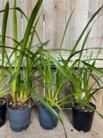 Cymbidium Terrapin Flyer #1 x Willunga Eyecatcher 'Barcelona' (5" pot) - Image 6