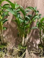 In Spikes/ Buds Dendrobium amethystoglossum x sib 4-5 Canes (2” pot) - Image 5