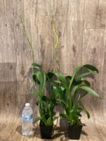 Double Spikes Beallara Marfitch ‘Howard’s Dream’ AM/AOS (3.5” Pot) - Image 2