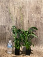 Double Spikes Beallara Marfitch ‘Howard’s Dream’ AM/AOS (3.5” Pot) - Image 3