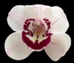 Cymbidium Sweet Vanessa #1 (5" pot)