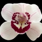 Cymbidium Sweet Vanessa #1 (5" pot)