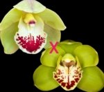 Cymbidium Terrapin Flyer #1 x Willunga Eyecatcher 'Barcelona' (5" pot)