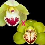 Cymbidium Terrapin Flyer #1 x Willunga Eyecatcher 'Barcelona' (5" pot)