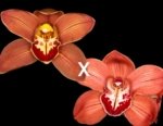 Cymbidium (Here Comes Sunshine x Red Beauty) x Marie Bashir x (Electric Ladyland x Red Panther) (5" pot)
