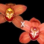 Cymbidium (Here Comes Sunshine x Red Beauty) x Marie Bashir x (Electric Ladyland x Red Panther) (5" pot)
