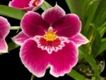 In Spike Miltoniopsis Edie Brown (3.5" Pot)
