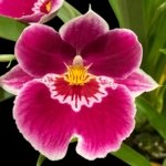 In Spike Miltoniopsis Edie Brown (3.5" Pot)
