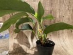 Rare - Anthurium scherzerianum (Cream with red dots) (4.5” pot) - Image 9