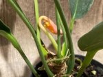 Rare - Anthurium scherzerianum (Cream with red dots) (4.5” pot) - Image 3