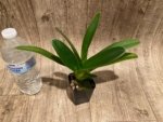Paphiopedilum Charlene Blooming Size 2 Growths (2” Pot) - Image 4