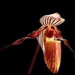 Paphiopedilum gardineri x sib (2” Pot)