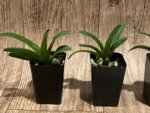 Paphiopedilum gardineri x sib (2” Pot) - Image 2
