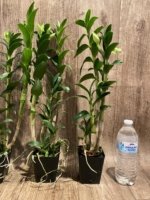 In Buds Dendrobium Alice Iwanaga (Thomas Warne × sanderae) (3.5” pot) - Image 7