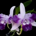 Fragrant Lc. Cariad’s Mini Quinee 'Angel Kiss' HCC/AOS Blooming Size (2” pot)