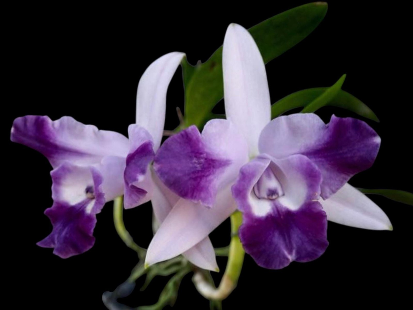 il_fullxfull.7756258874_h37x.jpg Fragrant Lc. Cariad’s Mini Quinee 'Angel Kiss' HCC/AOS Blooming Size (2” pot) - Image 1