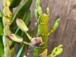 In Buds Fragrant - Dendrobium Fancy Smile Fat Canes (4” pot) - Image 2