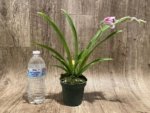 In Spike Miltoniopsis Edie Brown (3.5" Pot) - Image 4