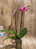 Double Spikes Phalaenopsis I-Hsin Mattie (3.5" pot) - Image 5