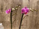Double Spikes Phalaenopsis I-Hsin Mattie (3.5" pot) - Image 4