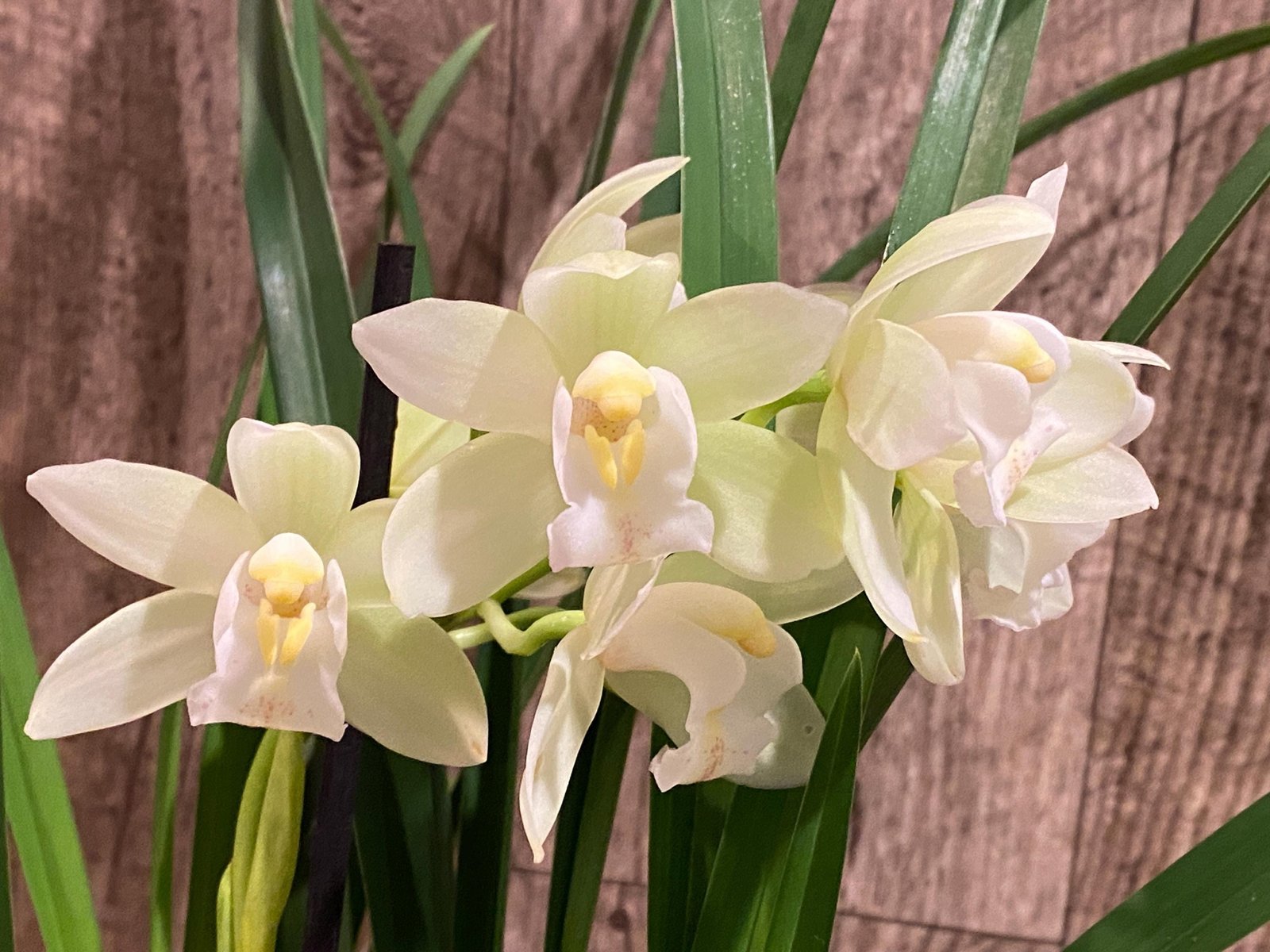 il_fullxfull.7758858907_9tea.jpg In Spike Cymbidium Mini Lime Green (4" pot) - Image 1