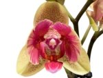 Double Spikes Phalaenopsis Red Jujube Peloric (3.5” pot) - Image 2
