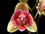 Double Spikes Phalaenopsis Red Jujube Peloric (3.5” pot)