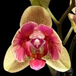 Double Spikes Phalaenopsis Red Jujube Peloric (3.5” pot)