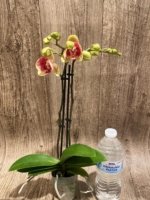 Double Spikes Phalaenopsis Red Jujube Peloric (3.5” pot) - Image 7
