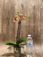 Double Spikes Phalaenopsis Red Jujube Peloric (3.5” pot) - Image 6