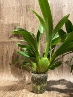 Quadruple Spikes - Odontocidium Catatante ‘Sun King’ Large Plants (3.5” pot) - Image 9