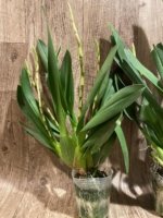 Quadruple Spikes - Odontocidium Catatante ‘Sun King’ Large Plants (3.5” pot) - Image 11