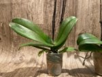 Double Spikes Phalaenopsis I-Hsin Rose Canary (3.5” Pot) - Image 10